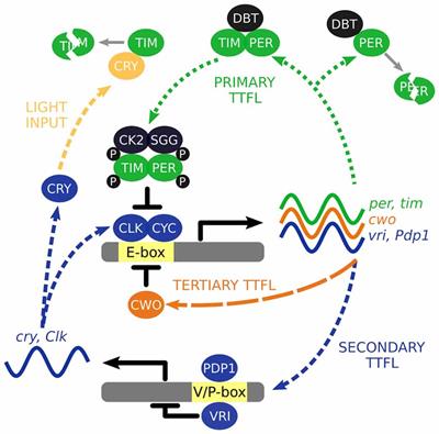 How Many Clocks, How Many Times? On the Sensory Basis and Computational Challenges of Circadian Systems